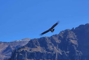 Da Arequipa: tour di 3 giorni al Canyon del Colca e al Lago Titicaca