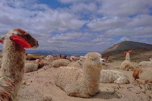 Fra Arequipa: 3-dages tur til Colca-kløften og Titicacasøen