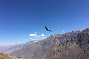 Retki Colca Canyoniin 2 päivää + kuljetus Punoon aterioineen