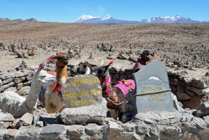 Retki Colca Canyoniin 2 päivää + kuljetus Punoon aterioineen