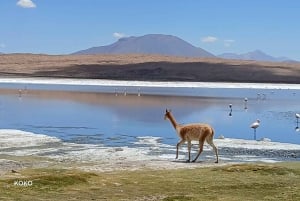 Da Atacama, Cile: tour privato di 2 giorni alle saline di Uyuni.