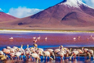 Desde Atacama: Salar de Uyuni 4 días el salar más grande