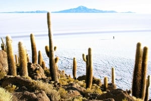 Fra Cusco: Uyuni Salt Flat Excursion 3 dager / 2 netter