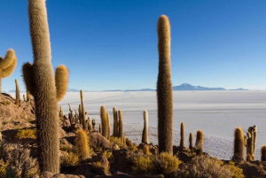 Fra Cusco: Uyuni Salt Flat Tour 3 dage 2 nætter