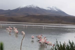 Fra La Paz: 2-dages Salar de Uyuni til Atacama Chile med fly