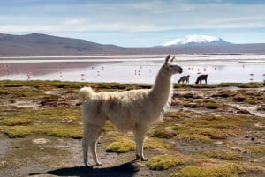 Van La Paz: 2-daagse Uyuni-zoutvlakten en rode lagune per vlucht.