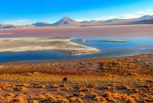 From La Paz: 5-Day Uyuni and Red Lagoon Tour with Bus Ride