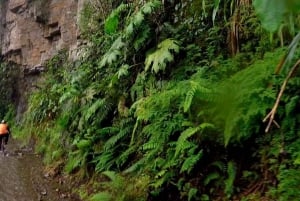 Desde La Paz: Ruta de la Muerte en bicicleta de montaña Tour guiado