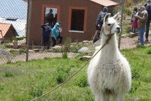 From La Paz: Lake Titicaca and Island of the Sun Day Trip