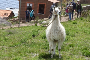 Z La Paz: jednodniowa wycieczka nad jezioro Titicaca i Copacabana z lunchem