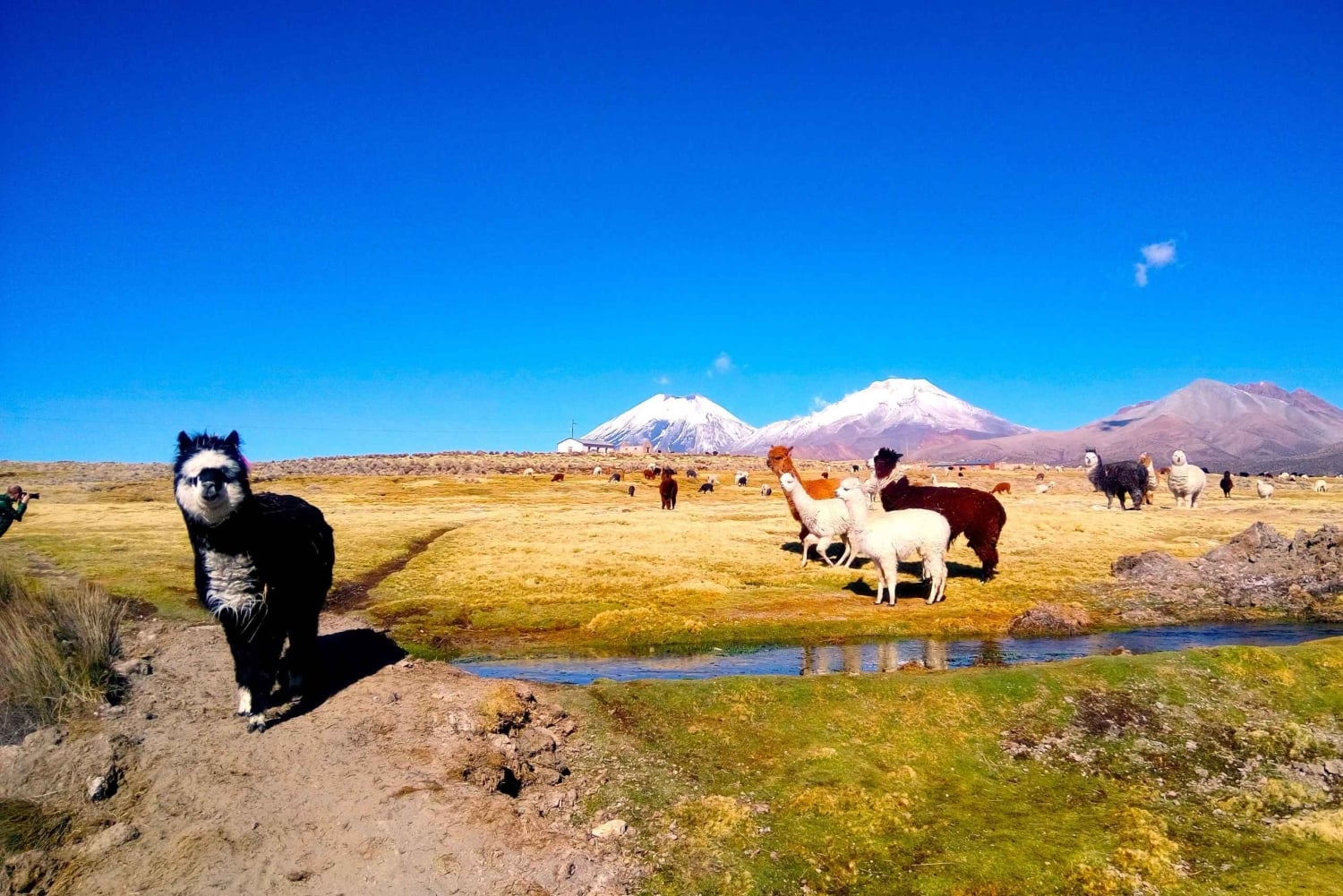 De La Paz: Viagem panorâmica de 4 dias pelas salinas de Sajama e Uyuni