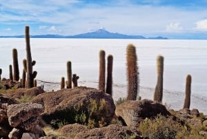 Fra La Paz til La Paz: Uyuni Salt Flat Tour 1D + aftentur med busser