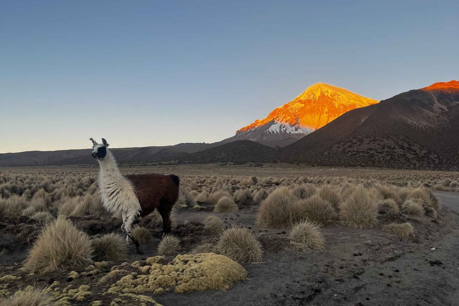 From La Paz: Tour guide-led tour of Sajama Park