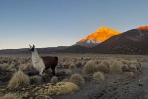 From La Paz: Tour guide-led tour of Sajama Park
