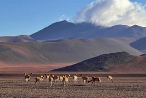 Fra La Paz: Uyuni Salt Flat og San Pedro de Atacama 3 dager