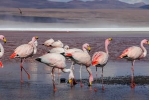 Z La Paz: Uyuni Salt Flat i San Pedro de Atacama 3 dni