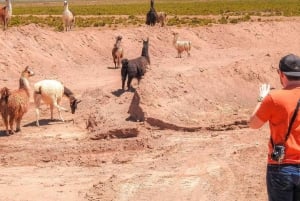 From La Paz: Uyuni Salt Flats 5-Day Tour