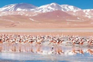 From La Paz: Uyuni Salt Flats Day Trip with Sunset Wine