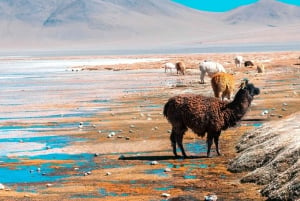 Depuis La Paz : Circuit de 5 jours dans les salines et lagunes d'Uyuni