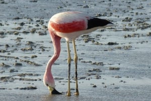 Depuis La Paz : Circuit de 5 jours dans les salines et lagunes d'Uyuni