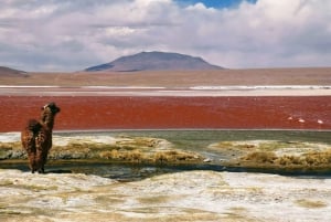 Depuis La Paz : Circuit de 5 jours dans les salines et lagunes d'Uyuni