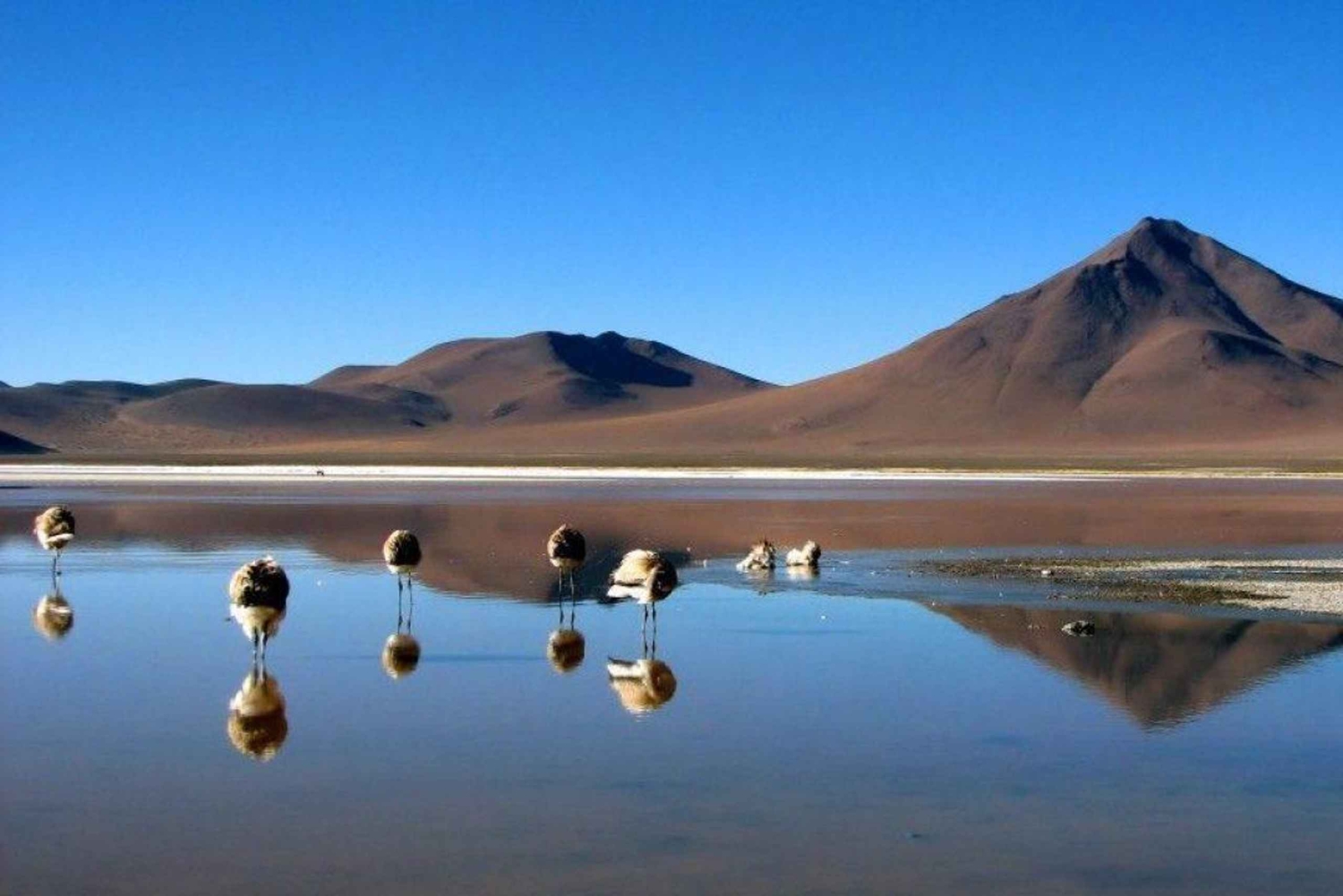 Da La Paz: Tour in autobus delle Saline di Uyuni | Bus La Paz - Uyuni |