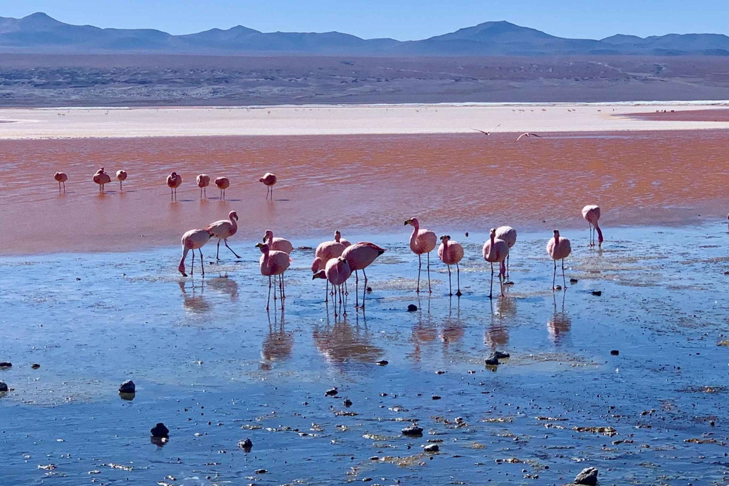 Ab Puno: 6-tägige Tour durch die Salinen von Uyuni und den Titicacasee
