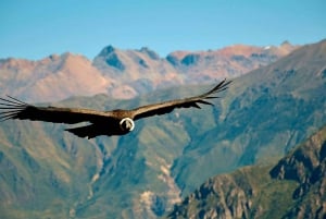 From Puno: Colca Valley Tour 2 days ending in Arequipa