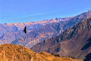 From Puno: Colca Valley Tour 2 days with Transfer to Arequipa