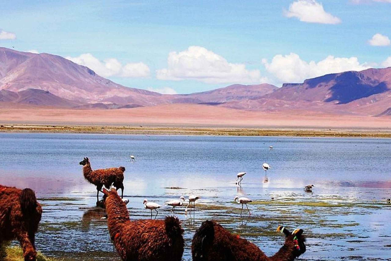 Au départ de San Pedro de Atacama : circuit de 3 jours dans le désert de sel d'Uyuni