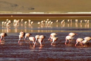 Desde San Pedro de Atacama: tour de 3 días por el salar de Uyuni.