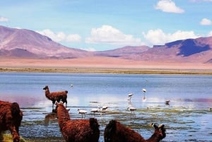 Au départ de San Pedro de Atacama : circuit de 3 jours dans le désert de sel d'Uyuni