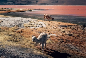 Ab San Pedro de Atacama: 3-tägige Tour durch die Salzwiesen von Uyuni