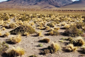 Ab San Pedro de Atacama: 3-tägige Tour durch die Salzwiesen von Uyuni