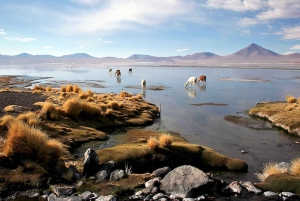 San Pedro de Atacamasta Uyunin suolatasanteille 4 päivää