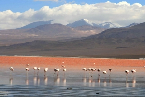 Från San Pedro de Atacama: Uyuni saltslätt 4 dagar