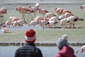 San Pedro de Atacama: Excursión de 4 días al Salar de Uyuni