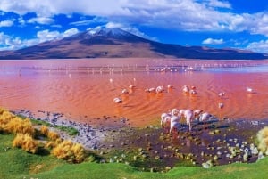 Fra Uyuni: 3-dagers saltflater og laguner tur til San Pedro