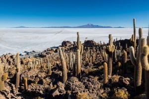 Vanuit Uyuni:3-daags bezoek aan Laguna Colorada en Salar de Uyuni