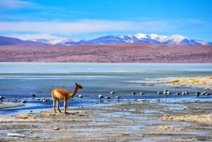 Vanuit Uyuni:3-daags bezoek aan Laguna Colorada en Salar de Uyuni