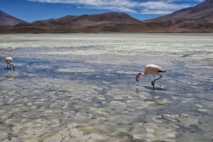 From Uyuni:3-day visit to Laguna Colorada and Salar de Uyuni