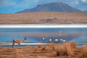 Fra Uyuni: 3-dages tur - saltsletter - afslutning i San Pedro