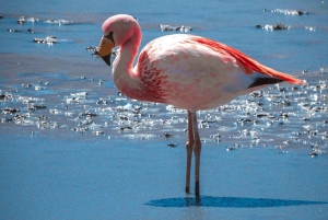 Från Uyuni: 3-dagars tur - Saltlägenheter - Avslutning i San Pedro