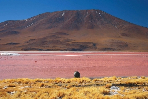 Z Uyuni | Kolorowa laguna i solnisko Uyuni | Boliwia