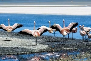 Uyunista: Geysir ja Salar de Uyuni 3-päiväinen | Flamingot | Flamingot |