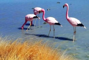 Vanuit Uyuni: Geiser en Salar de Uyuni 3-daagse | Flamingo's |