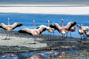 Vanuit Uyuni: Geiser en Salar de Uyuni 3-daagse | Flamingo's |