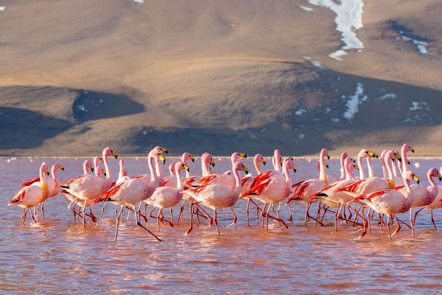 Uyunista: Geysir ja Uyunin suolatasangot 3 päivää | Flamingot | Flamingot |