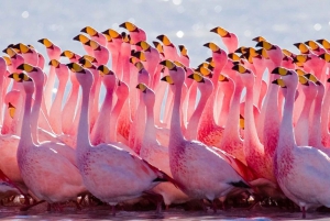 From Uyuni: Geyser and Uyuni Salt Flats 3-Days | Flamingos |