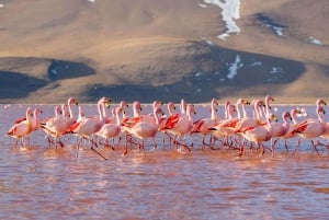 From Uyuni: Laguna Colorada and Salar de Uyuni 3-Day + Meals